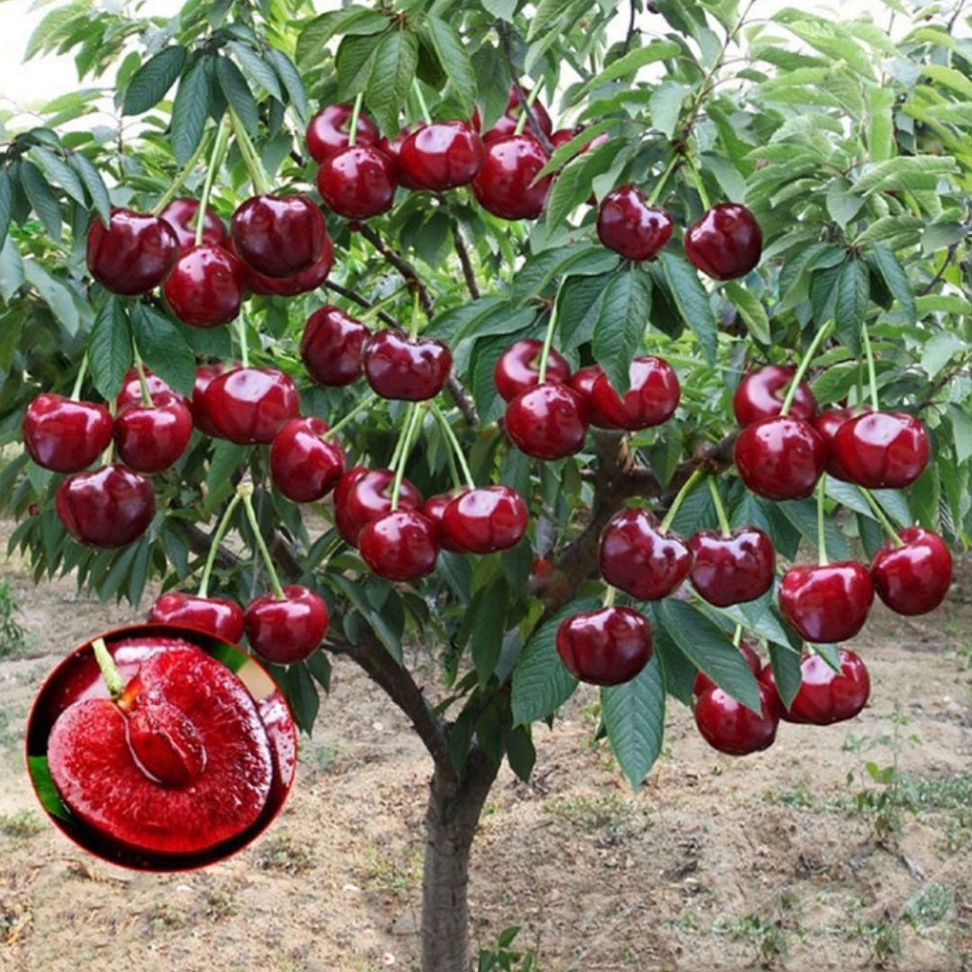 Hybrid Rainier Cherry Fruit Seeds | 🔥GET PLANT GROWTH SERUM FREE 🔥